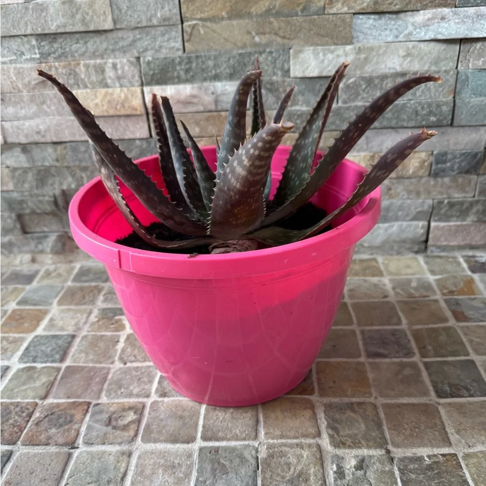 Pink Planter with Aloe Vera